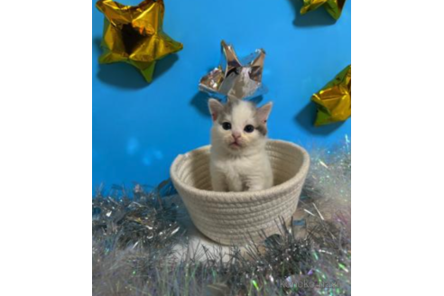 成約済の大阪府のスコティッシュフォールド-68374の4枚目